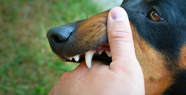 First Aid Steps for Dog Bite Injuries post img